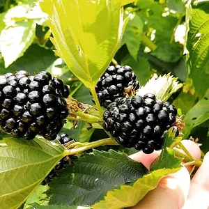Photo Blackberries