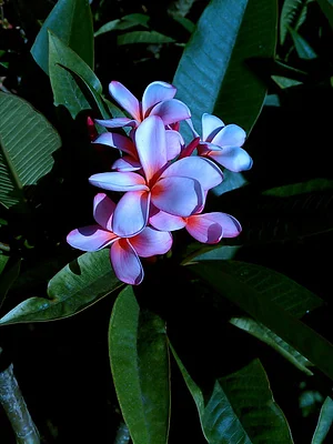 Photo Plumeria grow very well here and we often can sell plants and cuttings of named and unnamed varieties.