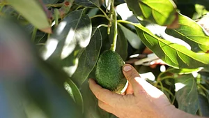 Photo Hass avocados are our primary crop, though we also have Bacon, Fuerte and Rincon trees.