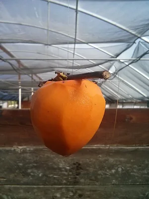 Our persimmons are often used for shìbǐng /hoshigaki /gotgam: hand-massaged, air-dried persimmon delicacies, and held in the ...