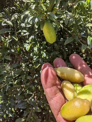 Caviar limes of several different varieties yield bursts of citrus pearls and flavor