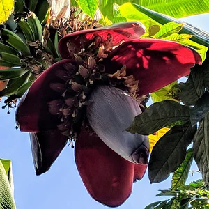 La Puma Farms