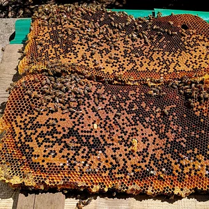 La Puma Farms
