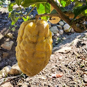 La Puma Farms