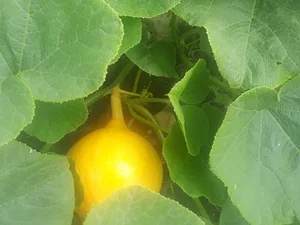 Garth Organic Garden