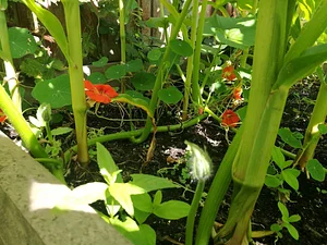 Garth Organic Garden