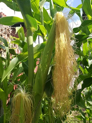 Garth Organic Garden
