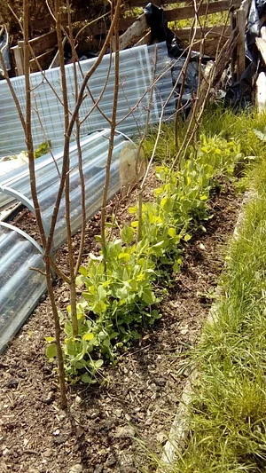 Garth Organic Garden