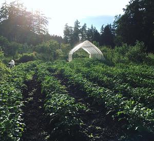 Watercliff Permaculture Farm
