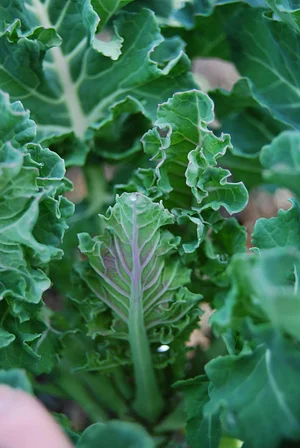 Watercliff Permaculture Farm