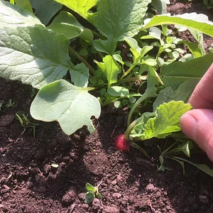 Watercliff Permaculture Farm