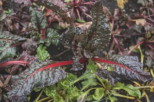 Watercliff Permaculture Farm
