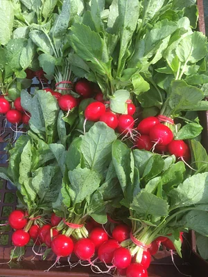 Watercliff Permaculture Farm