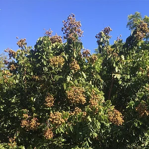 Regenerative Agriculture at Kupa'a