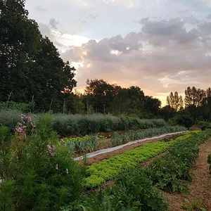 Agroecology in Plum Village Happy Farm