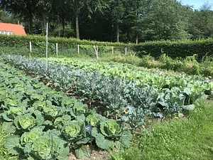 Photo Agroecological vegetable garden