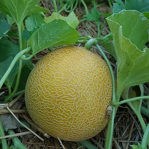 Agroecology in Plum Village Happy Farm
