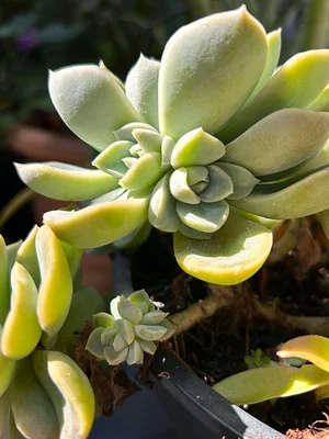 Succulent plant