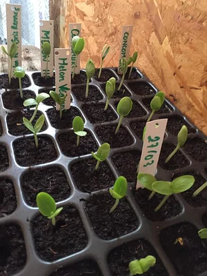Agroecology in Plum Village Happy Farm