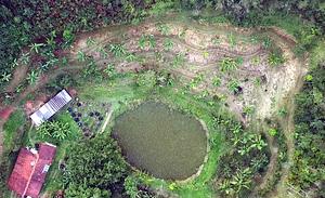 Agroforestry