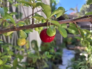 Mapa da Agroecologia