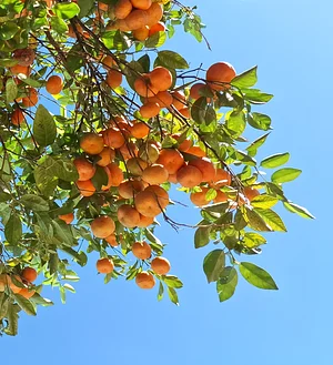 Rangpur (Limão-cravo)