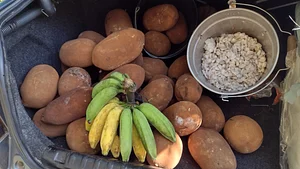 Photo colheita de cupuaçu, banana e cacau