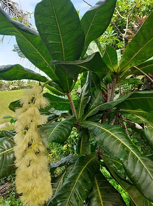 Agroforestry in Vonudrau Homestead Permaculture Farm