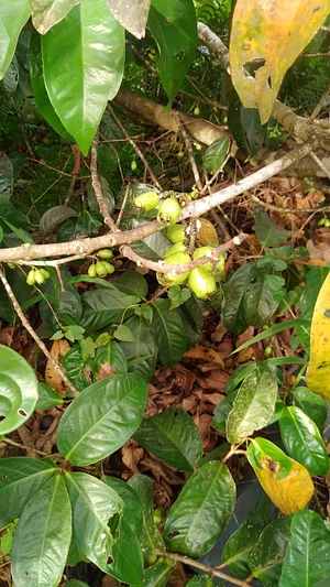 Agroforestry in Vonudrau Homestead Permaculture Farm