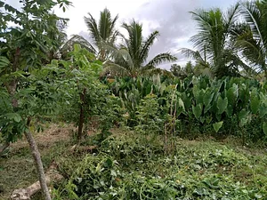 Agroforestry in Vonudrau Homestead Permaculture Farm