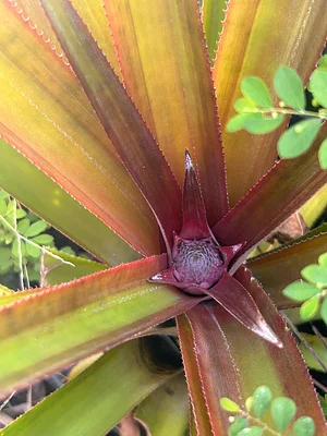 It took almost two years but my pineapple is sprouting
