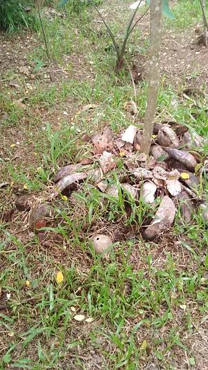 Agroforestry in Vonudrau Homestead Permaculture Farm