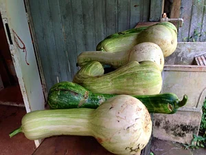 Agrofloresta Pirasykáua 5