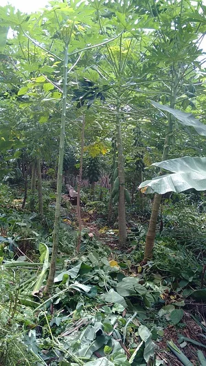 Agrofloresta Pirasykáua