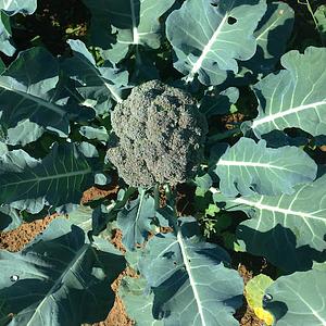 AgriculturaOrganicaSP