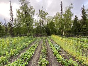 Seeds and Soil Farm, Palmer Alaska