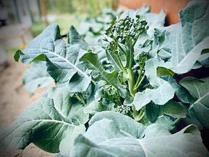 Seed Program