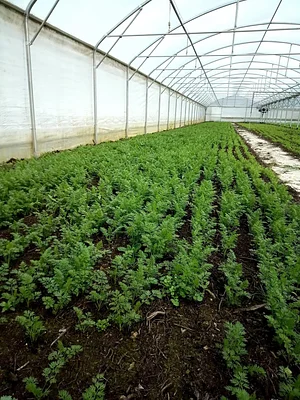 Conversion à L'agriculture Biologique Les Serres de Marcel