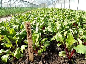 Conversion à L'agriculture Biologique Les Serres de Marcel