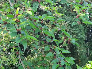 Quinta Amazonas 3