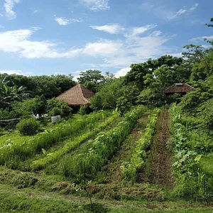 Saifana Organic Farm