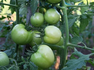 Saifana Organic Farm
