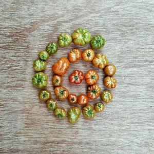 Saifana Organic Farm