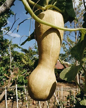 Saifana Organic Farm
