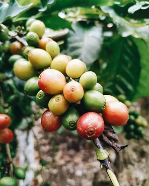 Coffee Beans