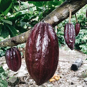 Cocoa Fruit
