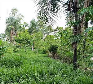 Fazenda Santa Clara - Bela Vista de Goiás