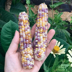 Colorful Maize