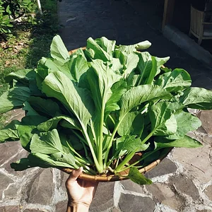 Saifana Organic Farm