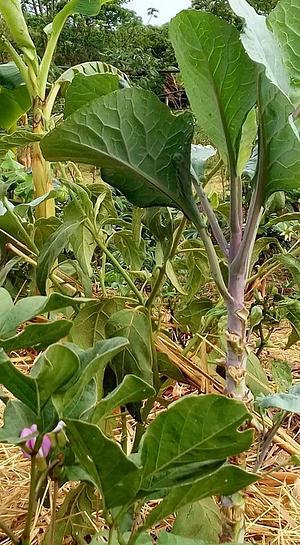 COOPESAFRA - Cooperativa de Economia Popular Solidária da Agricultura Familiar Reflorestamento e Agroecologia